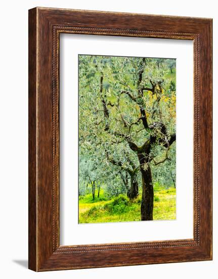 Bright shades of green sunlit olive trees and grass in Autumn after the rain, Greve in Chianti-James Strachan-Framed Photographic Print