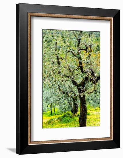 Bright shades of green sunlit olive trees and grass in Autumn after the rain, Greve in Chianti-James Strachan-Framed Photographic Print