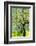 Bright shades of green sunlit olive trees and grass in Autumn after the rain, Greve in Chianti-James Strachan-Framed Photographic Print