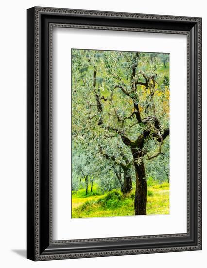 Bright shades of green sunlit olive trees and grass in Autumn after the rain, Greve in Chianti-James Strachan-Framed Photographic Print