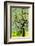 Bright shades of green sunlit olive trees and grass in Autumn after the rain, Greve in Chianti-James Strachan-Framed Photographic Print