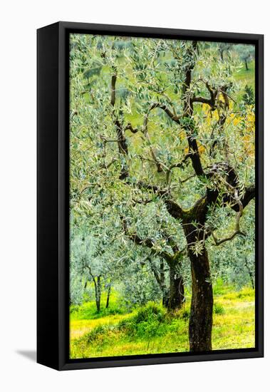 Bright shades of green sunlit olive trees and grass in Autumn after the rain, Greve in Chianti-James Strachan-Framed Premier Image Canvas