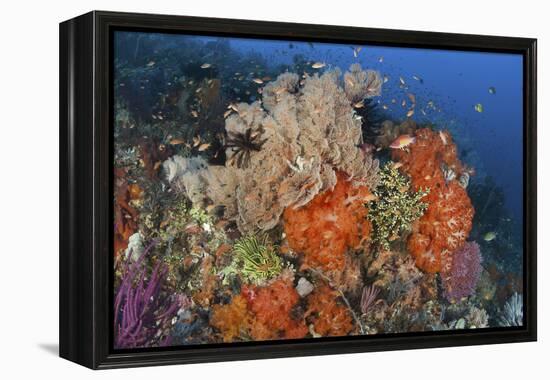 Bright Sponges, Soft Corals and Crinoids in a Colorful Komodo Seascape-Stocktrek Images-Framed Premier Image Canvas