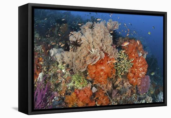 Bright Sponges, Soft Corals and Crinoids in a Colorful Komodo Seascape-Stocktrek Images-Framed Premier Image Canvas