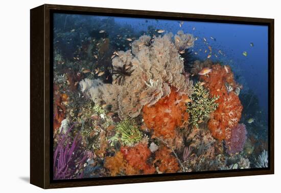 Bright Sponges, Soft Corals and Crinoids in a Colorful Komodo Seascape-Stocktrek Images-Framed Premier Image Canvas