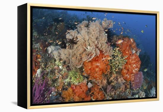 Bright Sponges, Soft Corals and Crinoids in a Colorful Komodo Seascape-Stocktrek Images-Framed Premier Image Canvas