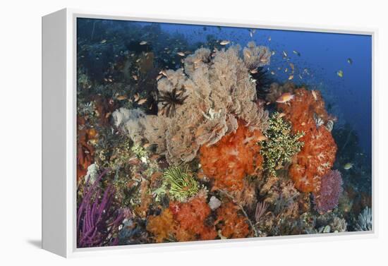 Bright Sponges, Soft Corals and Crinoids in a Colorful Komodo Seascape-Stocktrek Images-Framed Premier Image Canvas