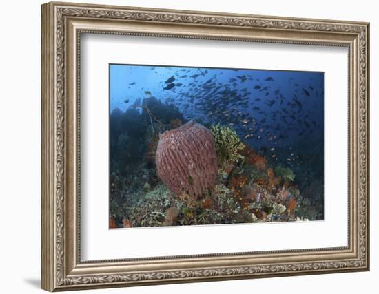 Bright Sponges, Soft Corals and Crinoids in a Colorful Komodo Seascape-Stocktrek Images-Framed Photographic Print