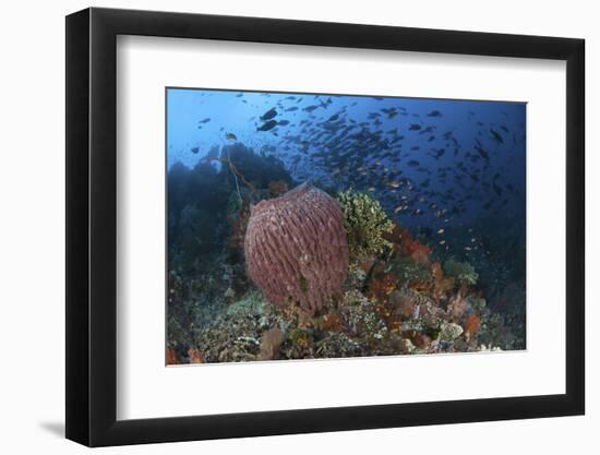 Bright Sponges, Soft Corals and Crinoids in a Colorful Komodo Seascape-Stocktrek Images-Framed Photographic Print