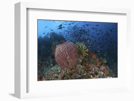 Bright Sponges, Soft Corals and Crinoids in a Colorful Komodo Seascape-Stocktrek Images-Framed Photographic Print