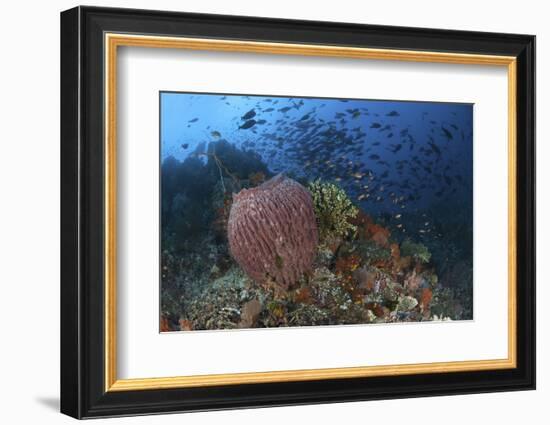 Bright Sponges, Soft Corals and Crinoids in a Colorful Komodo Seascape-Stocktrek Images-Framed Photographic Print