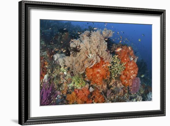 Bright Sponges, Soft Corals and Crinoids in a Colorful Komodo Seascape-Stocktrek Images-Framed Photographic Print