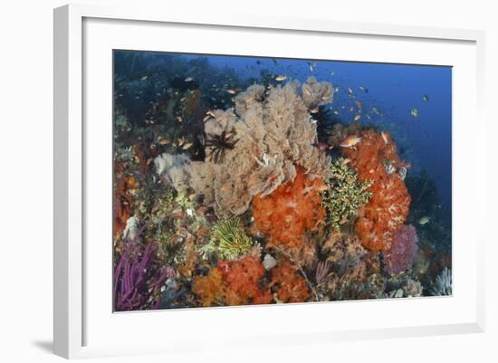 Bright Sponges, Soft Corals and Crinoids in a Colorful Komodo Seascape-Stocktrek Images-Framed Photographic Print