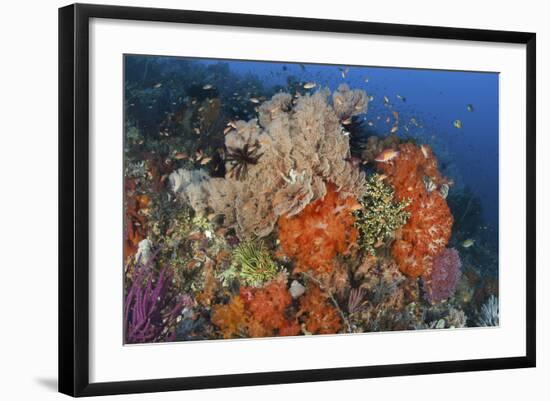 Bright Sponges, Soft Corals and Crinoids in a Colorful Komodo Seascape-Stocktrek Images-Framed Photographic Print