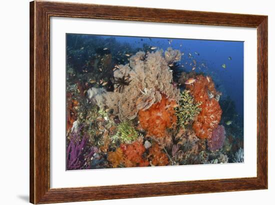 Bright Sponges, Soft Corals and Crinoids in a Colorful Komodo Seascape-Stocktrek Images-Framed Photographic Print