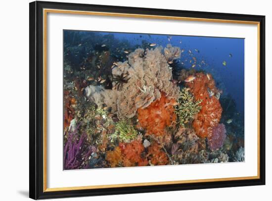 Bright Sponges, Soft Corals and Crinoids in a Colorful Komodo Seascape-Stocktrek Images-Framed Photographic Print