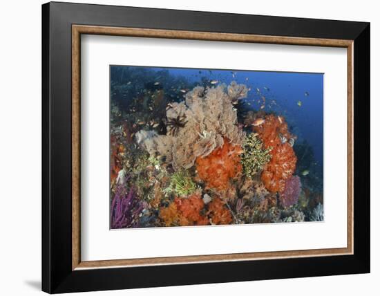 Bright Sponges, Soft Corals and Crinoids in a Colorful Komodo Seascape-Stocktrek Images-Framed Photographic Print