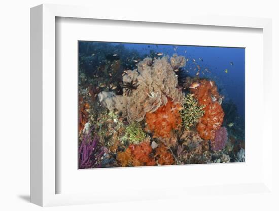 Bright Sponges, Soft Corals and Crinoids in a Colorful Komodo Seascape-Stocktrek Images-Framed Photographic Print