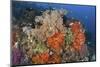 Bright Sponges, Soft Corals and Crinoids in a Colorful Komodo Seascape-Stocktrek Images-Mounted Photographic Print