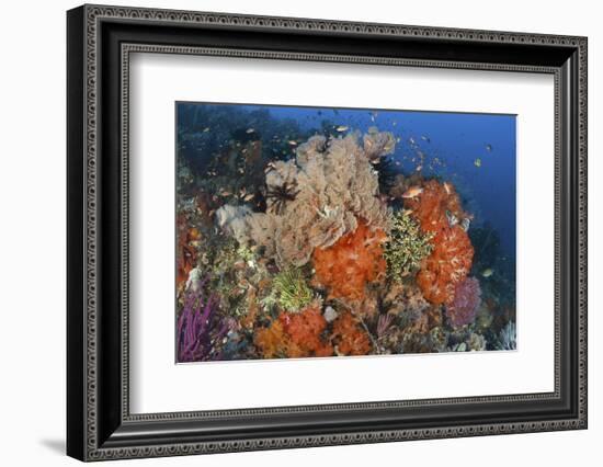 Bright Sponges, Soft Corals and Crinoids in a Colorful Komodo Seascape-Stocktrek Images-Framed Photographic Print