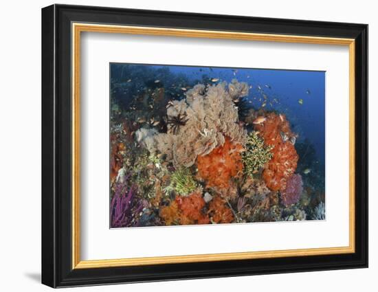 Bright Sponges, Soft Corals and Crinoids in a Colorful Komodo Seascape-Stocktrek Images-Framed Photographic Print