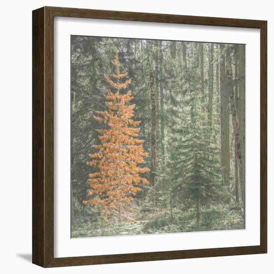 Bright Stand Alone-null-Framed Photographic Print