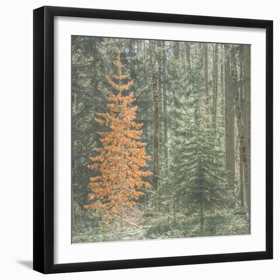 Bright Stand Alone-null-Framed Photographic Print