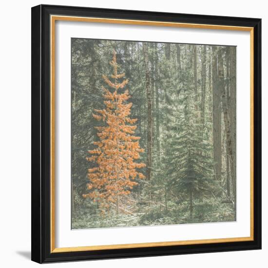 Bright Stand Alone-null-Framed Photographic Print