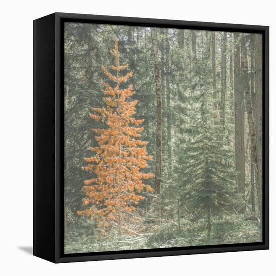 Bright Stand Alone-null-Framed Premier Image Canvas