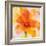 Bright Tulips II-Albena Hristova-Framed Premium Giclee Print