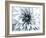 Bright White Bloom-Susan Bryant-Framed Art Print