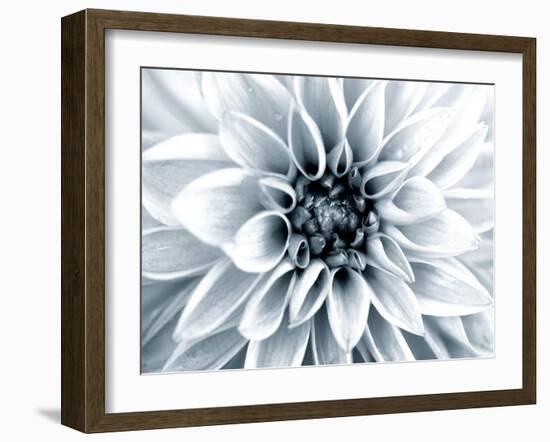 Bright White Bloom-Susan Bryant-Framed Art Print