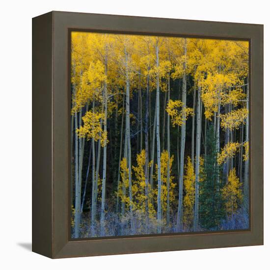 Bright Yellow Aspens Along Cotonwood Pass, Rocky Mountains, Colorado,USA-Anna Miller-Framed Premier Image Canvas