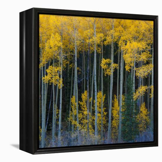 Bright Yellow Aspens Along Cotonwood Pass, Rocky Mountains, Colorado,USA-Anna Miller-Framed Premier Image Canvas