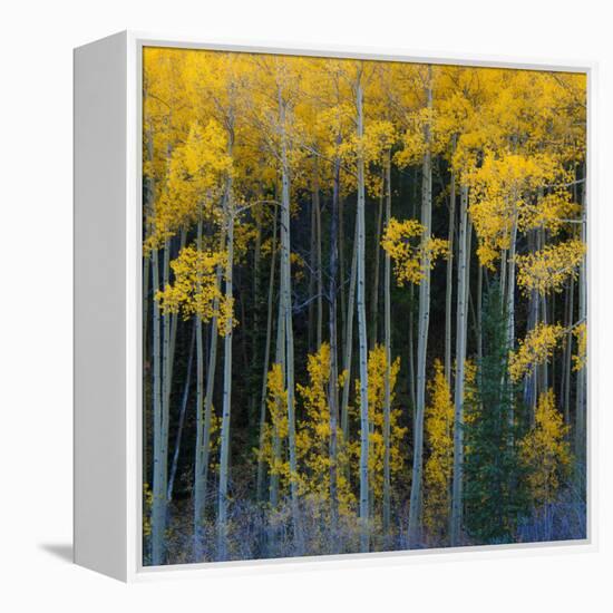 Bright Yellow Aspens Along Cotonwood Pass, Rocky Mountains, Colorado,USA-Anna Miller-Framed Premier Image Canvas