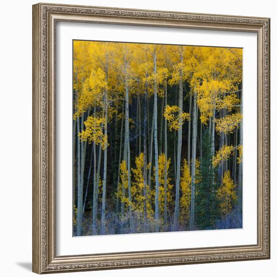 Bright Yellow Aspens Along Cotonwood Pass, Rocky Mountains, Colorado,USA-Anna Miller-Framed Photographic Print