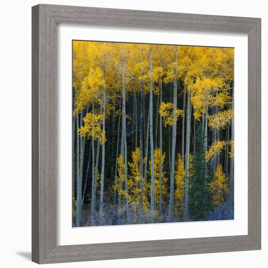 Bright Yellow Aspens Along Cotonwood Pass, Rocky Mountains, Colorado,USA-Anna Miller-Framed Photographic Print