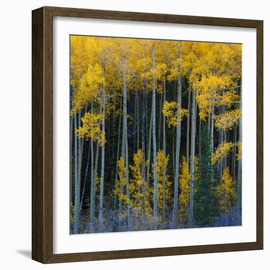 Bright Yellow Aspens Along Cotonwood Pass, Rocky Mountains, Colorado,USA-Anna Miller-Framed Photographic Print