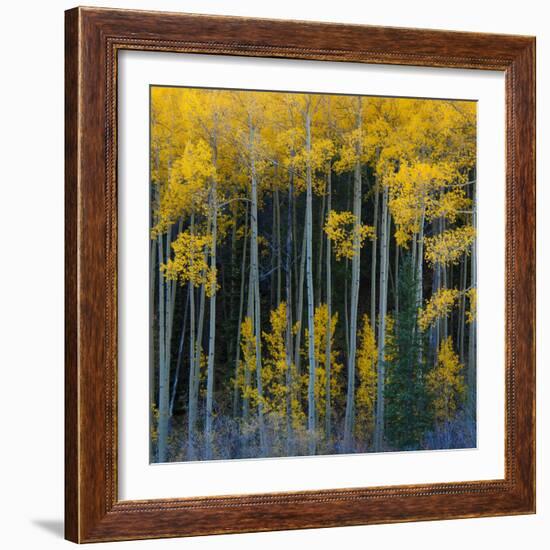 Bright Yellow Aspens Along Cotonwood Pass, Rocky Mountains, Colorado,USA-Anna Miller-Framed Photographic Print