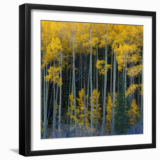 Bright Yellow Aspens Along Cotonwood Pass, Rocky Mountains, Colorado,USA-Anna Miller-Framed Photographic Print