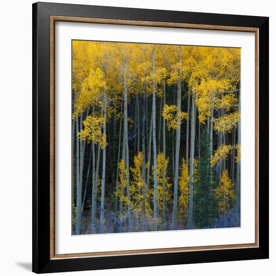 Bright Yellow Aspens Along Cotonwood Pass, Rocky Mountains, Colorado,USA-Anna Miller-Framed Photographic Print