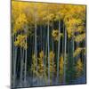 Bright Yellow Aspens Along Cotonwood Pass, Rocky Mountains, Colorado,USA-Anna Miller-Mounted Photographic Print