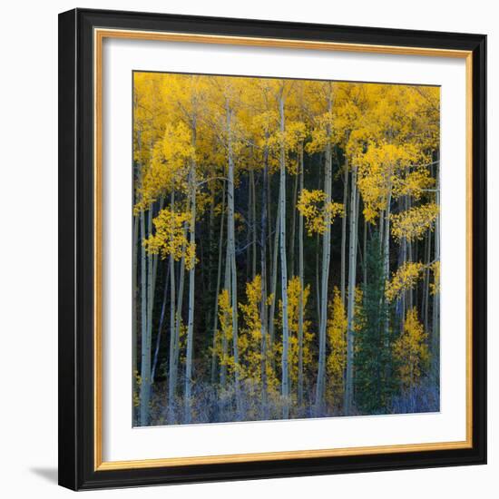 Bright Yellow Aspens Along Cotonwood Pass, Rocky Mountains, Colorado,USA-Anna Miller-Framed Photographic Print