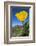 Bright Yellow California Poppy Against Very Blue Sky-Sheila Haddad-Framed Photographic Print