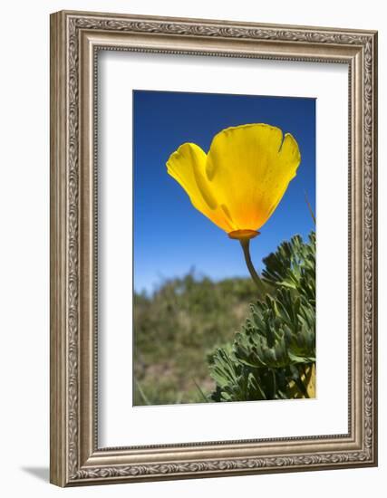 Bright Yellow California Poppy Against Very Blue Sky-Sheila Haddad-Framed Photographic Print