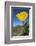 Bright Yellow California Poppy Against Very Blue Sky-Sheila Haddad-Framed Photographic Print