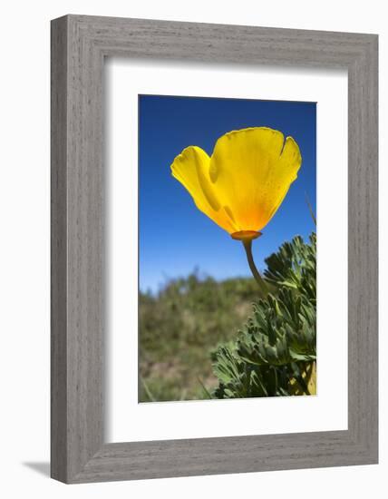 Bright Yellow California Poppy Against Very Blue Sky-Sheila Haddad-Framed Photographic Print