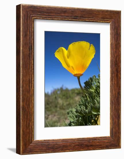 Bright Yellow California Poppy Against Very Blue Sky-Sheila Haddad-Framed Photographic Print