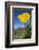 Bright Yellow California Poppy Against Very Blue Sky-Sheila Haddad-Framed Photographic Print