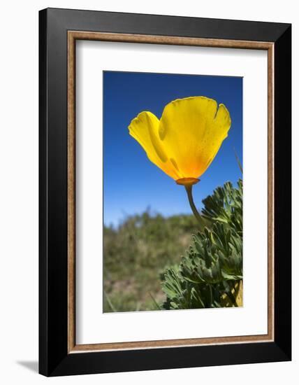 Bright Yellow California Poppy Against Very Blue Sky-Sheila Haddad-Framed Photographic Print